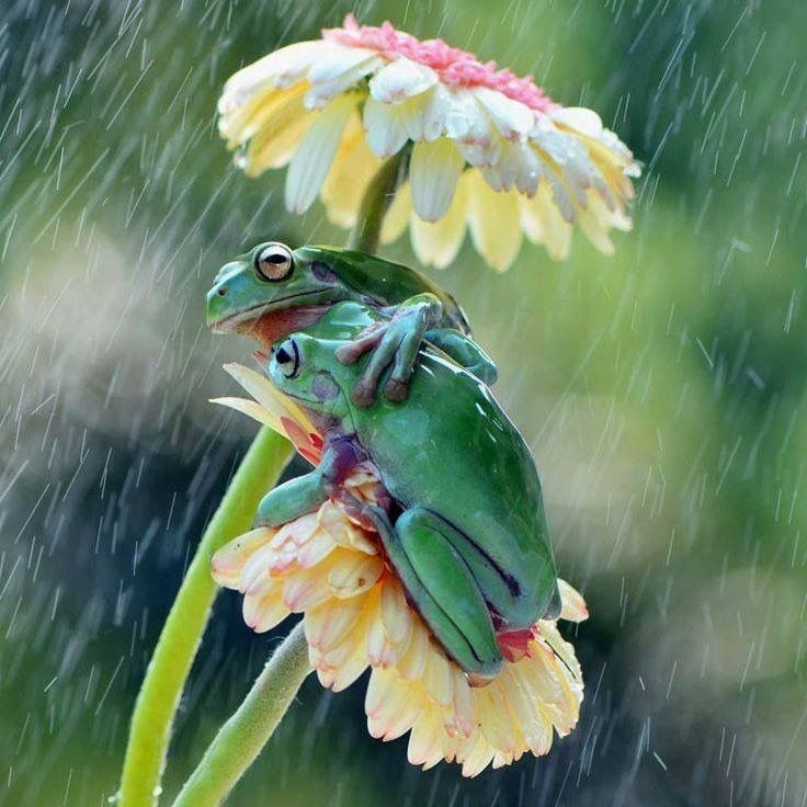 Cute Frog Pictures