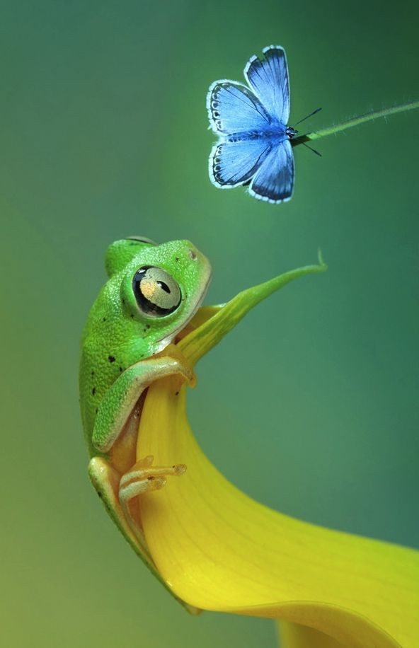 Cute Frog Pictures