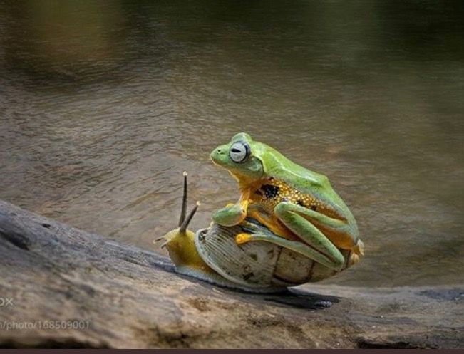 Cute Frog Pictures
