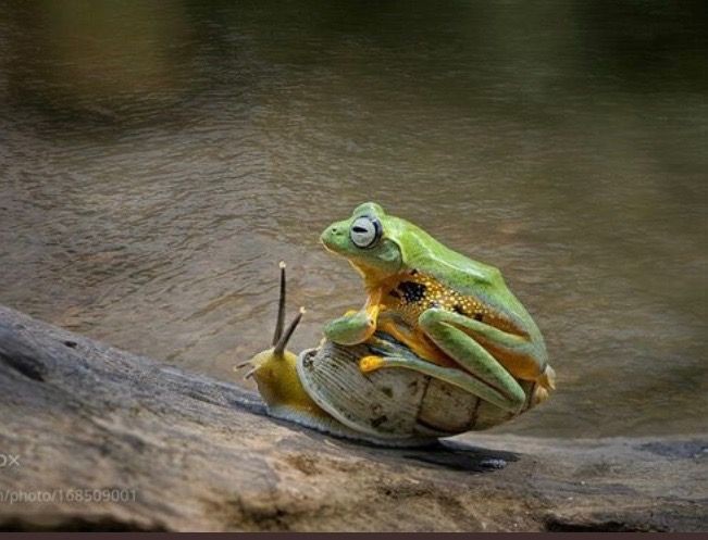 Cute Frog Pictures