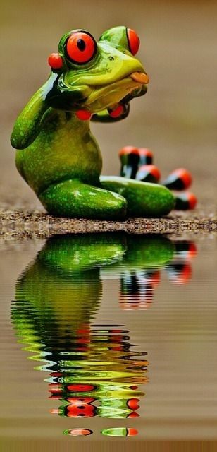 Cute Frog Pictures