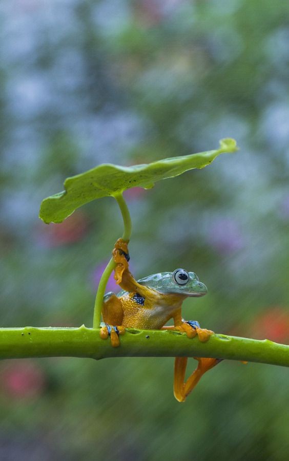 Cute Frog Pictures