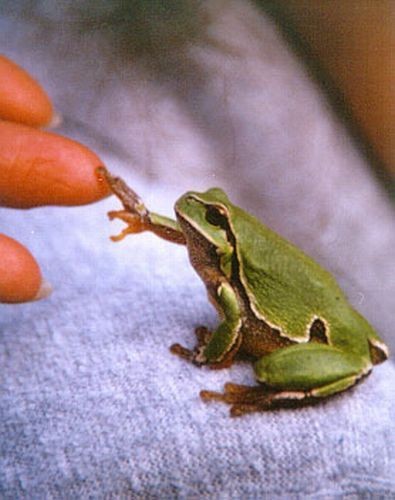 Cute Frog Pictures