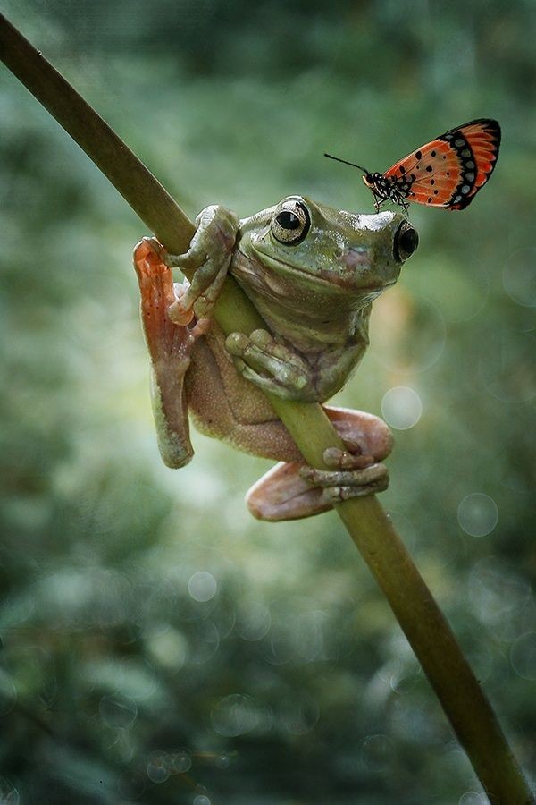 Cute Frog Pictures