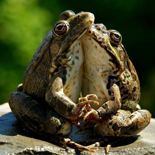 Cute Frog Pictures