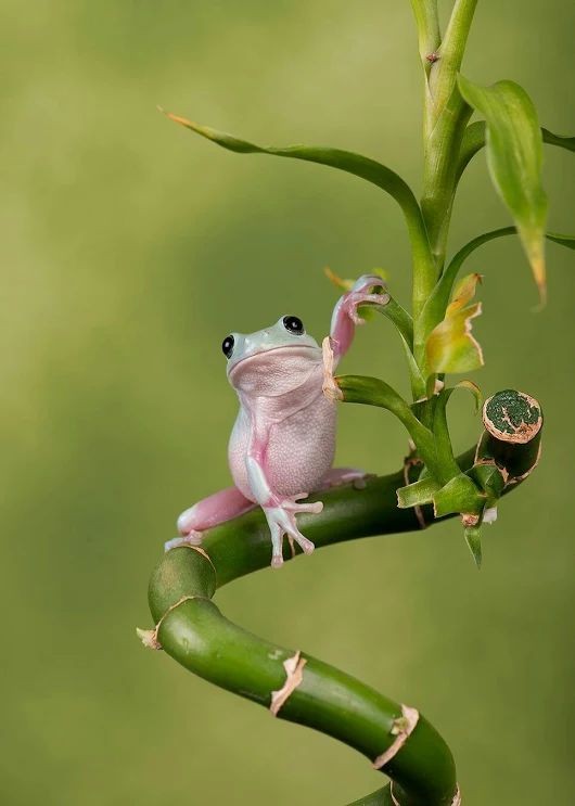 Cute Frog Pictures