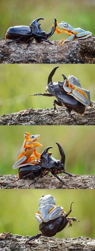 Cute Frog Pictures