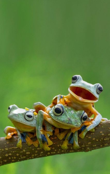 Cute Frog Pictures