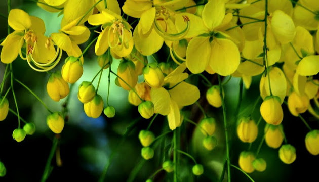 10 Colorful & Happy Vishu Images for a Beautiful Start of Your Day