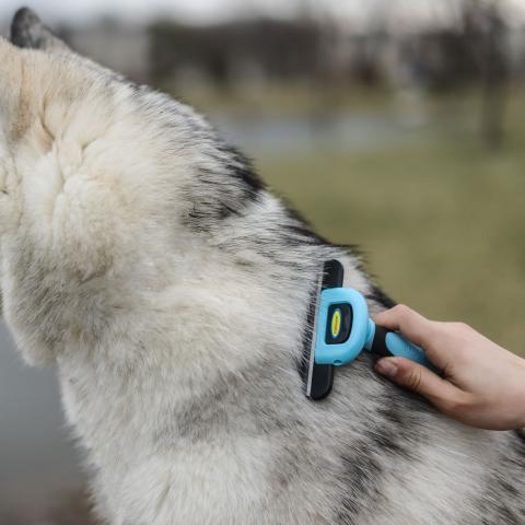dakpets releases new youtube video sharing useful dog grooming tips