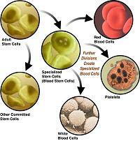 discover the benefits of cord blood banking amp stem cell research for combating