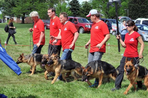 get the best chicago top rated gsd basic amp advanced obedience dog training fro
