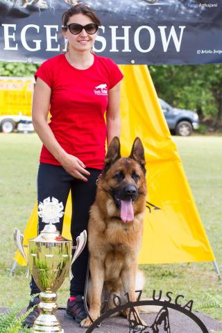 get the best chicago top rated gsd basic amp advanced obedience dog training fro