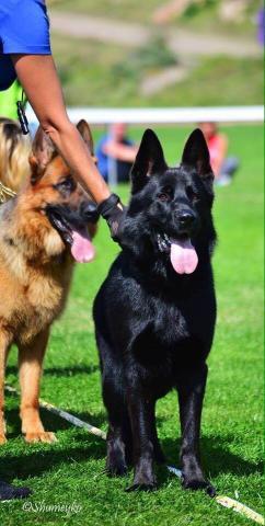 milwaukee wi purebred puppies german shepherd dog for sale amp dog training clas