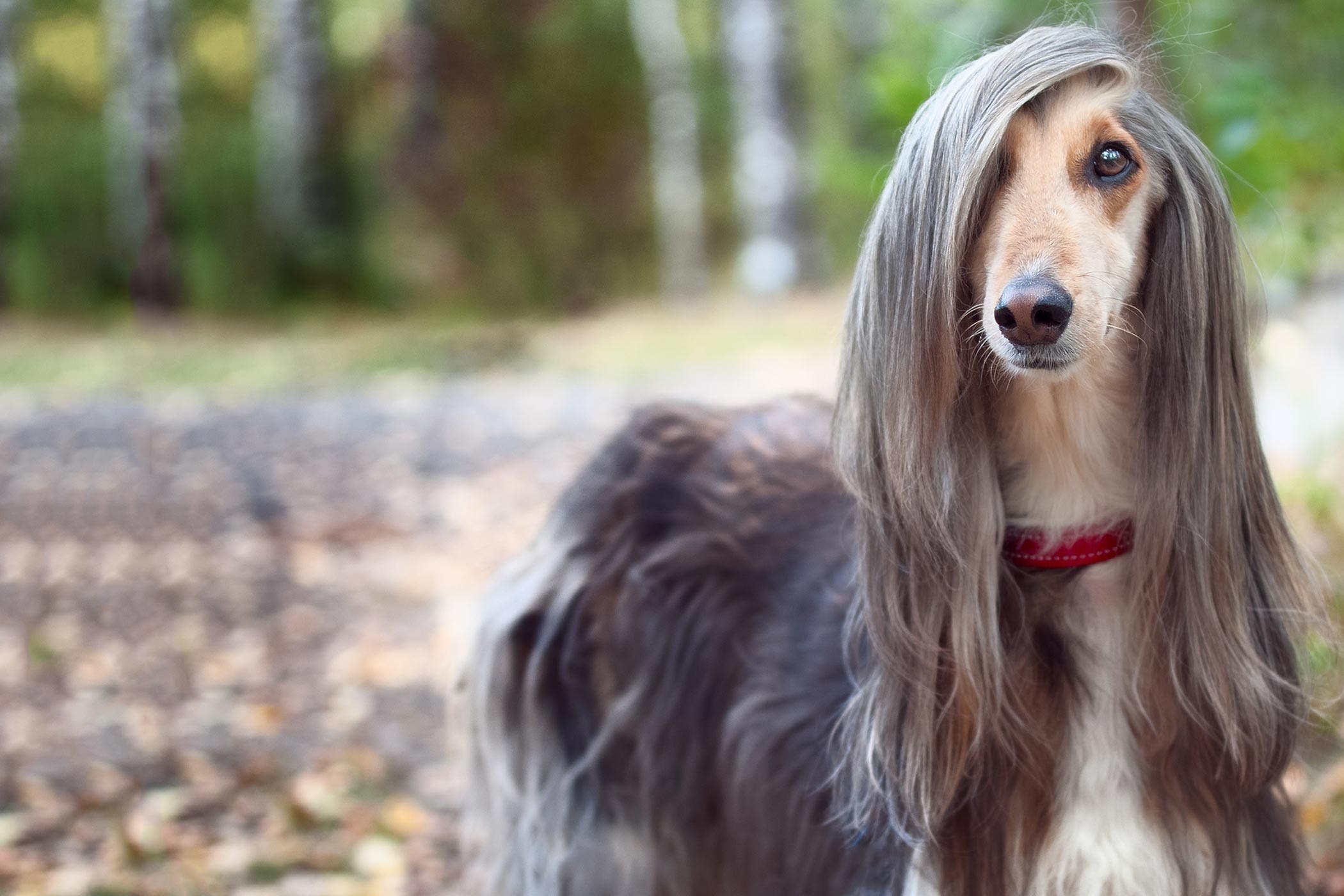 long haired dog breeds