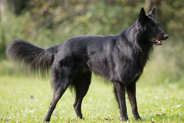 long haired dog breeds Belgian sheepdog