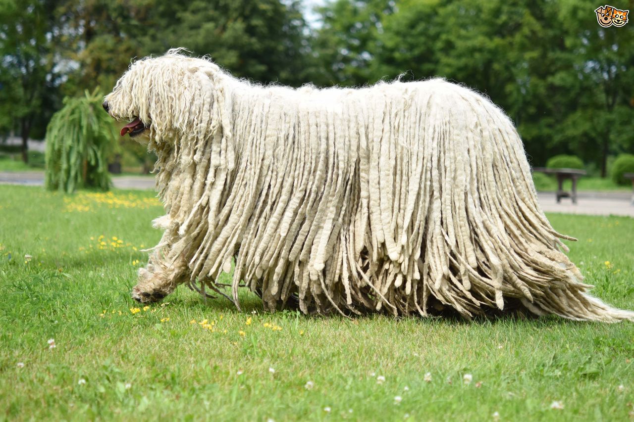 long haired dog breeds bergamasco