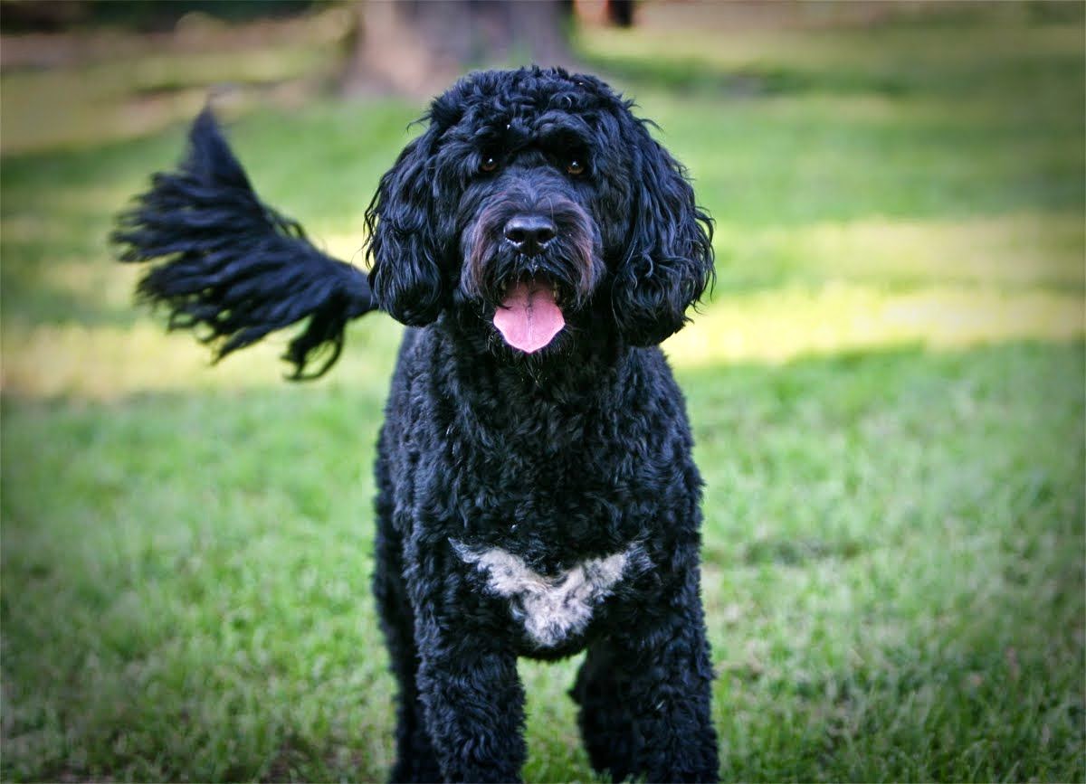 long haired dog breeds