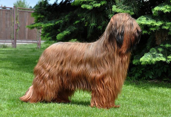 long haired dog breeds