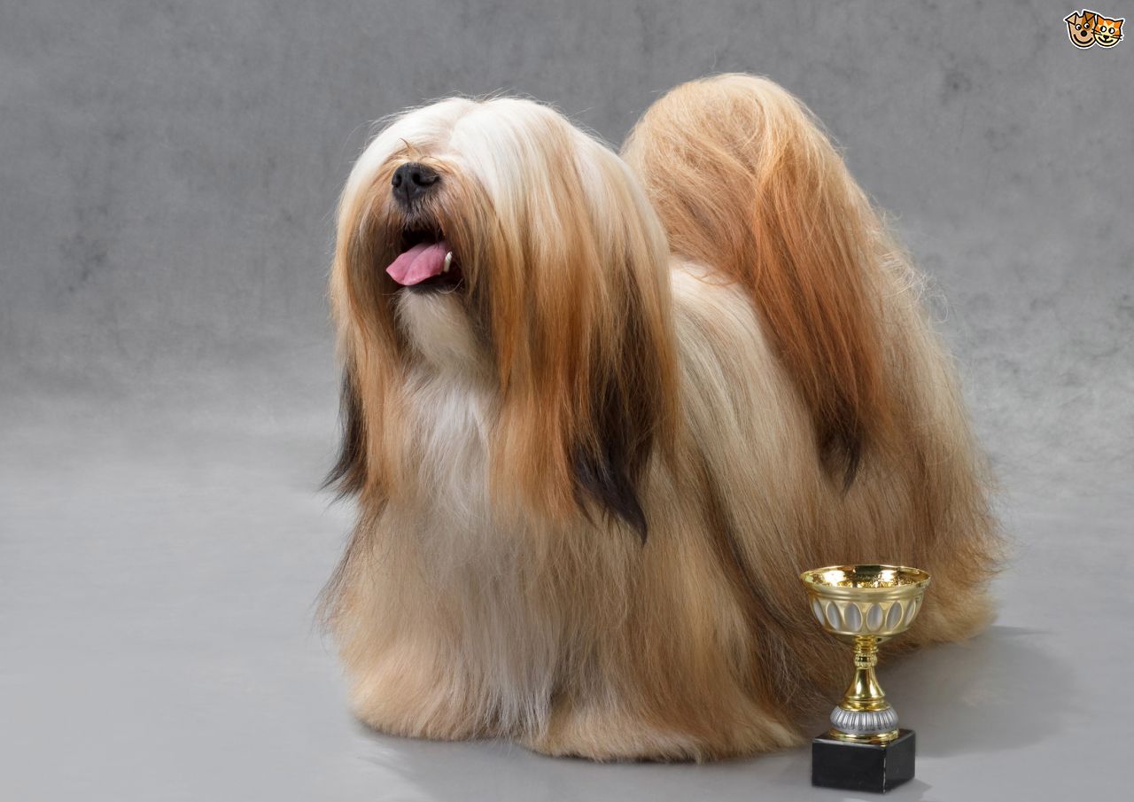 long haired dog breeds