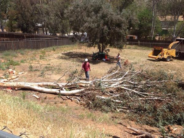 protect your home against fire damage with expert san diego tree trimming remova