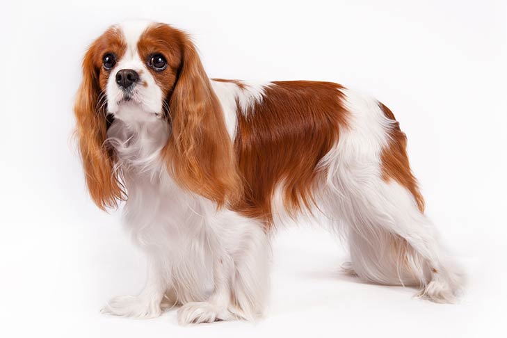 long haired dog breeds