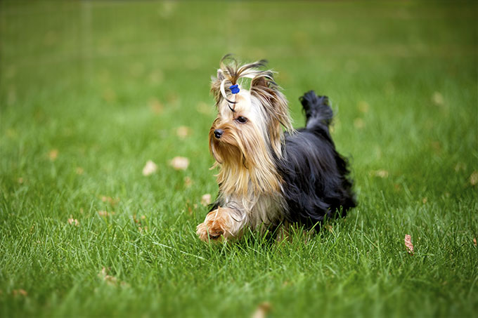 long haired dog breeds