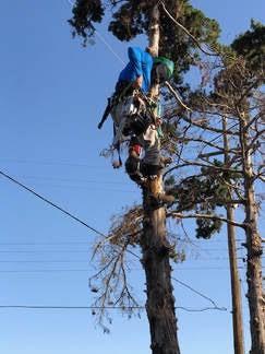 fall is here plant trees prune trees deep root fertilization time
