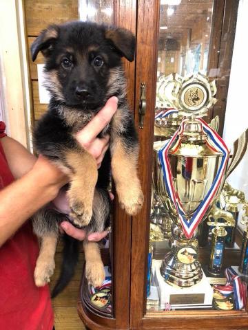 get socialized top west german showline german shepherds pure breed puppies from