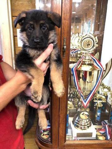 Get Socialized Top West German Showline German Shepherds Pure Breed Puppies From Award Winning Kennel With Vom Ragnar