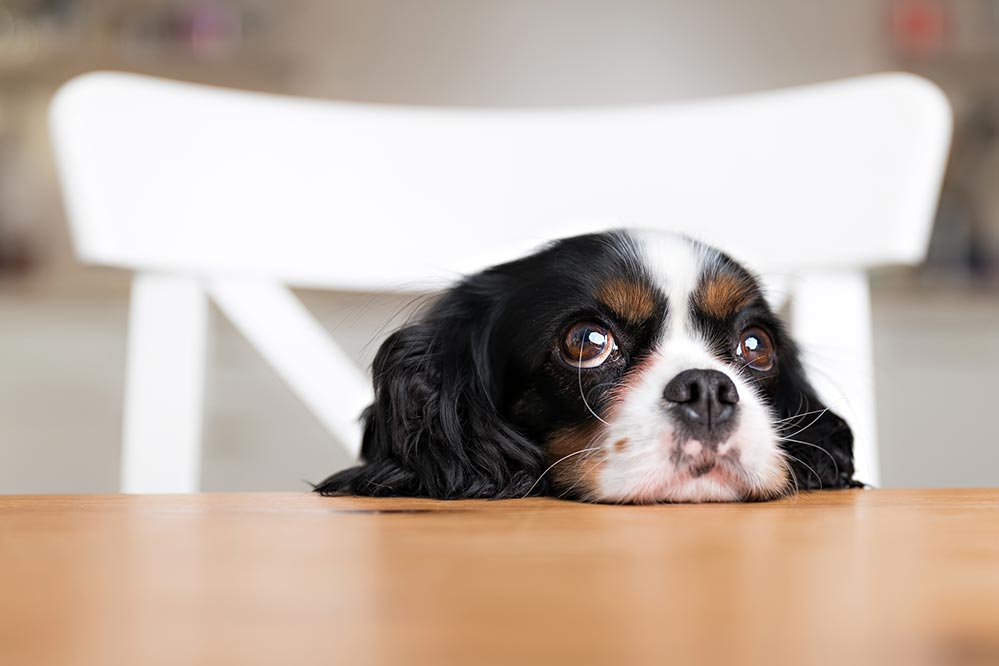 dog table name