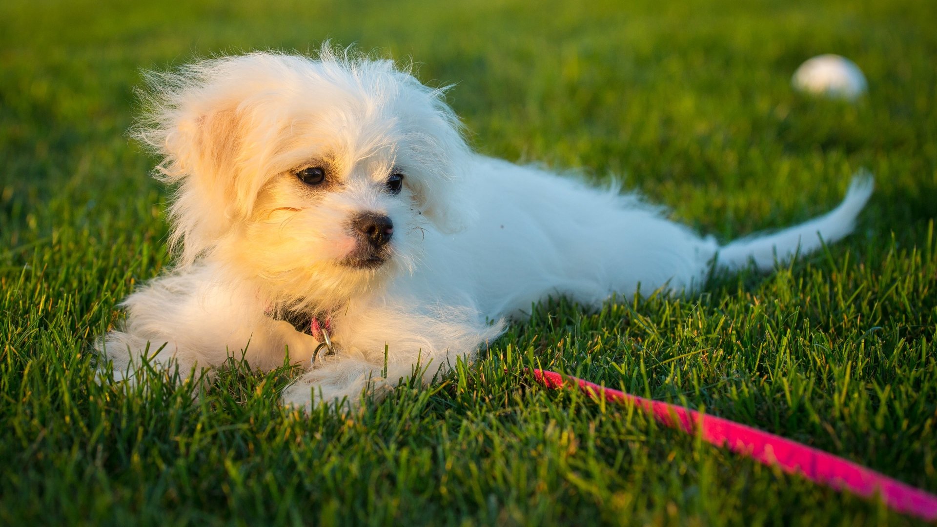 Cute Food Names for a puppy