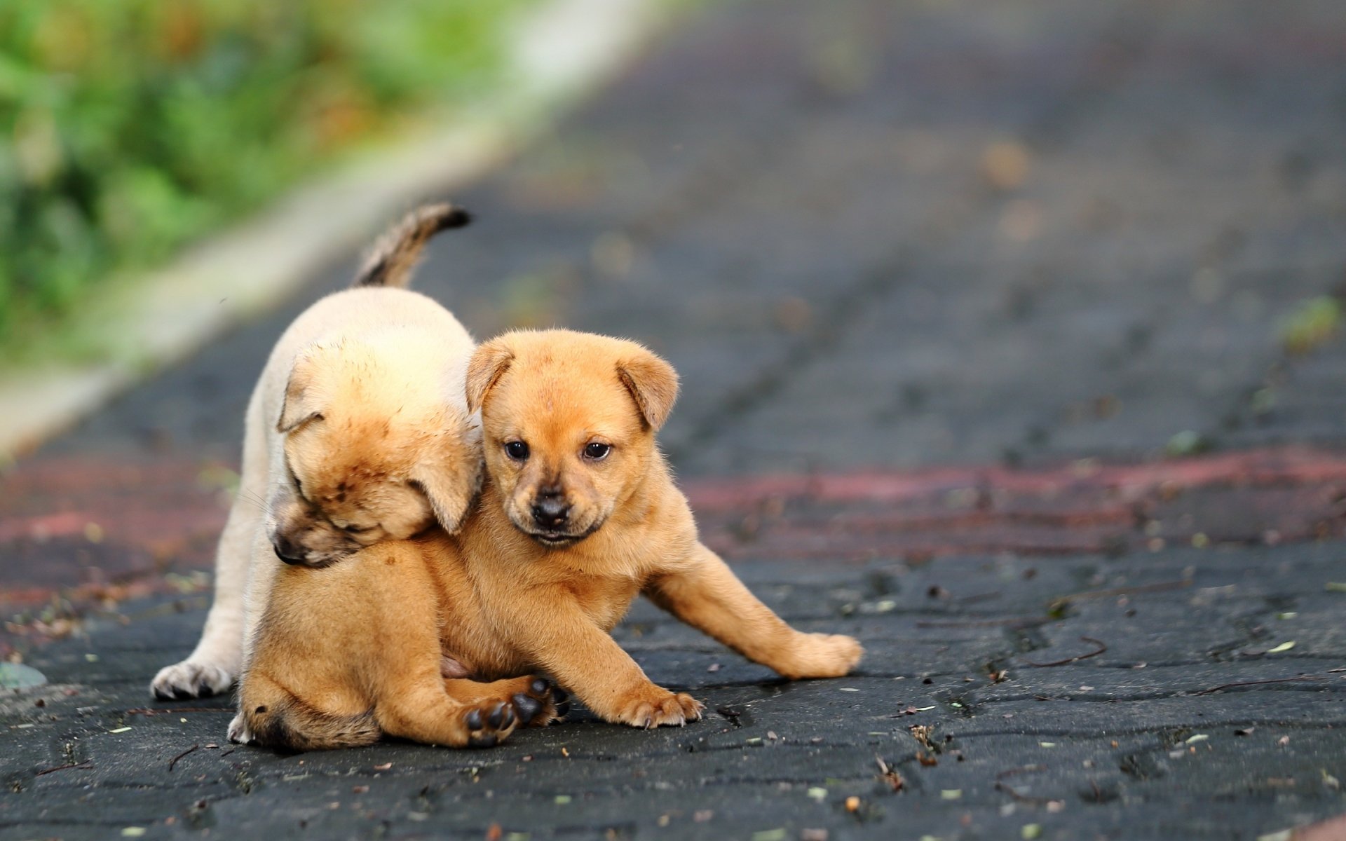 Cute Food Names for a puppy