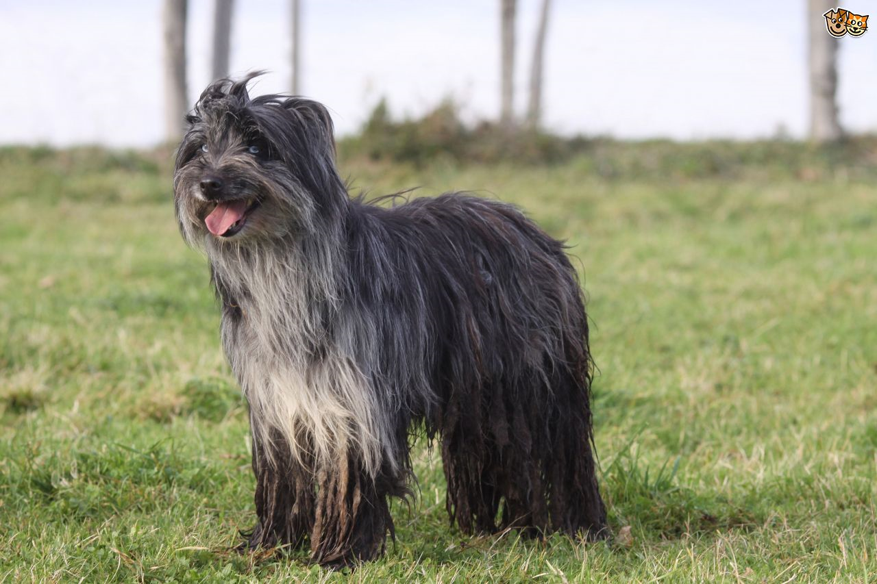 11 Long-Haired Dog Breeds That Will Make You Fall In Love With Their Fur