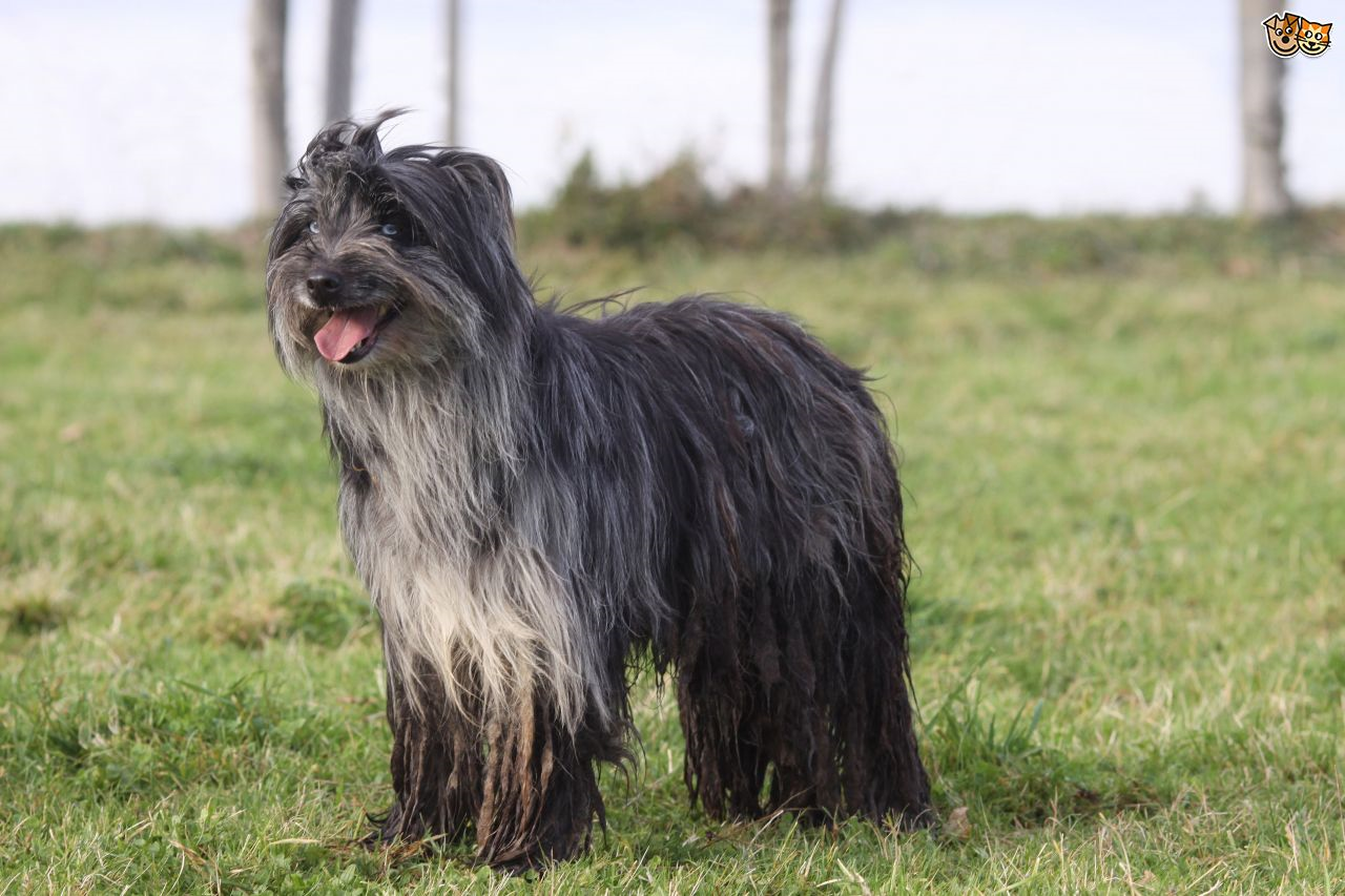 long haired dog breeds pyreen sheepdog