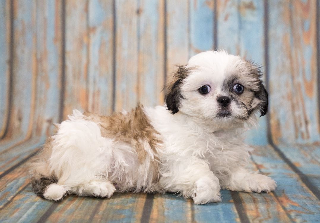 long haired dog breeds