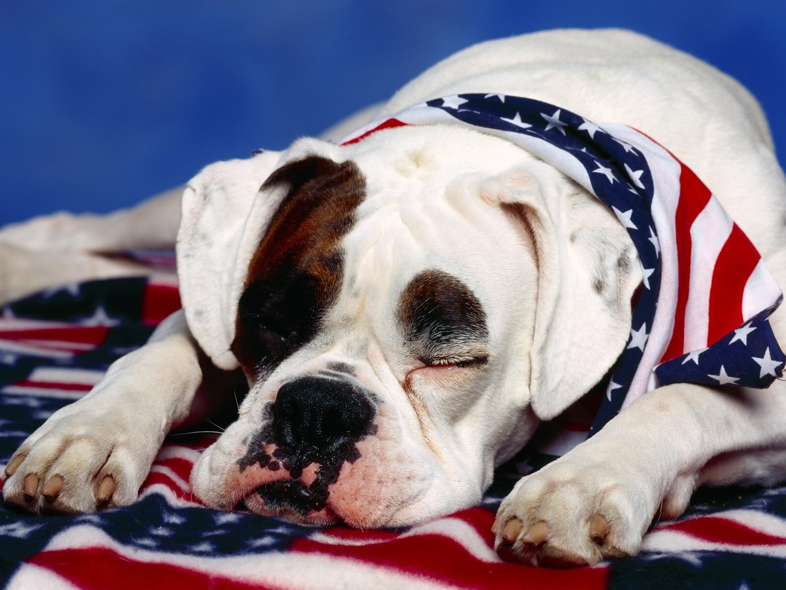 Patriotic Names For Dogs