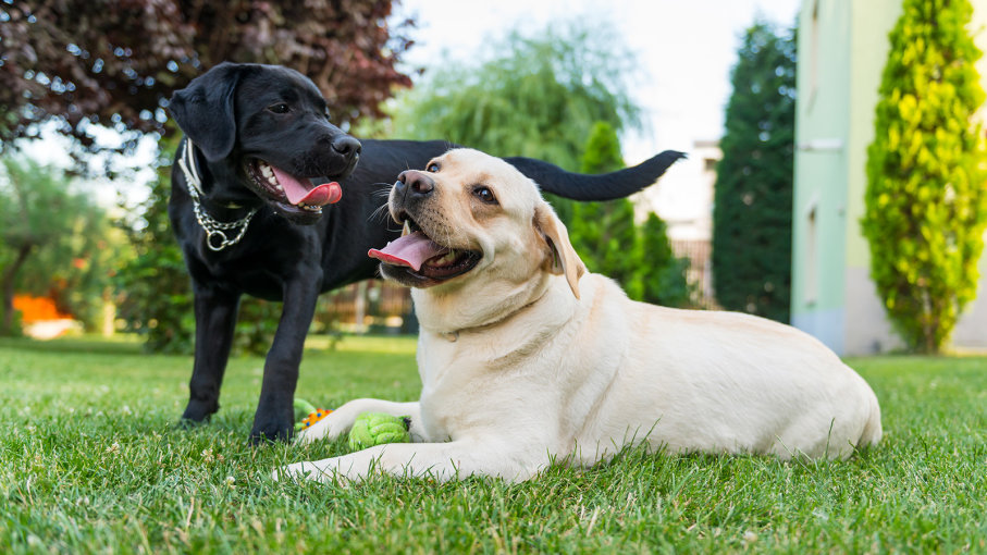 Patriotic Names For Dogs