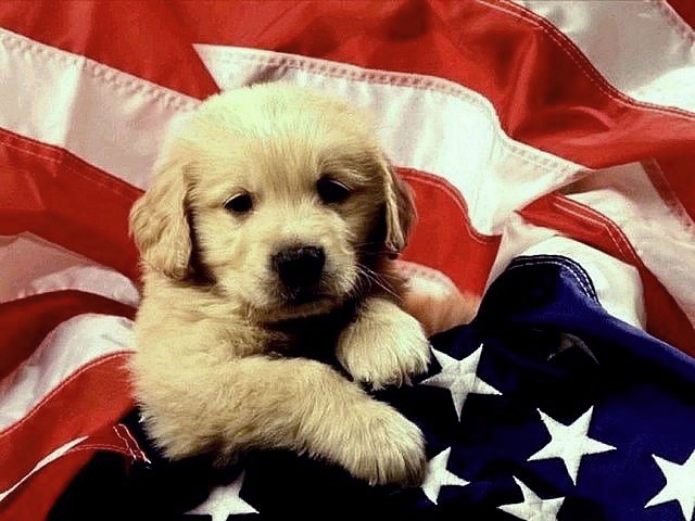 Patriotic Names For Dogs