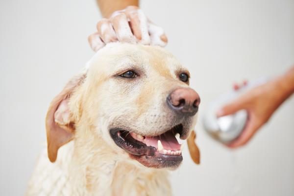 get the best dog care shampoo coat care organic pet grooming products