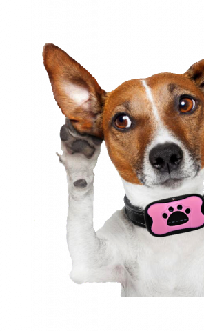 train your dog not to bark with this humane no shock vibration amp sound collar 