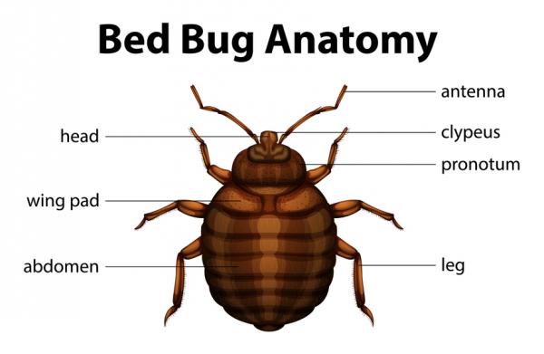 get expert ny pest control with this non toxic new york bed bug removal extermin