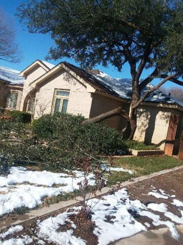 west texas snow storm has downed tree branches that must be removed