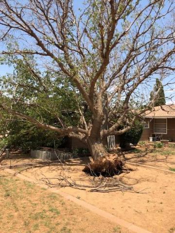 west texas snow storm has downed tree branches that must be removed