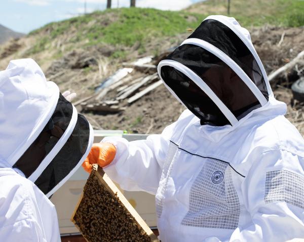 discover how beekeeping can help local veterans with ptsd through this sparks ne