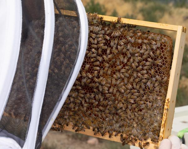 discover how beekeeping can help local veterans with ptsd through this sparks ne