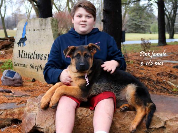 get award winning pedigree german shepherd puppies from this illinois show line 