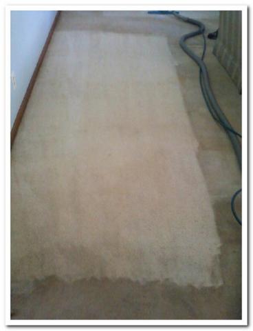 get professional carpet care maintenance amp repair with this hammond indiana tr