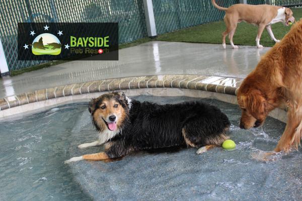 sarasota s bayside pet resort builds a doggie swimming and wading pool