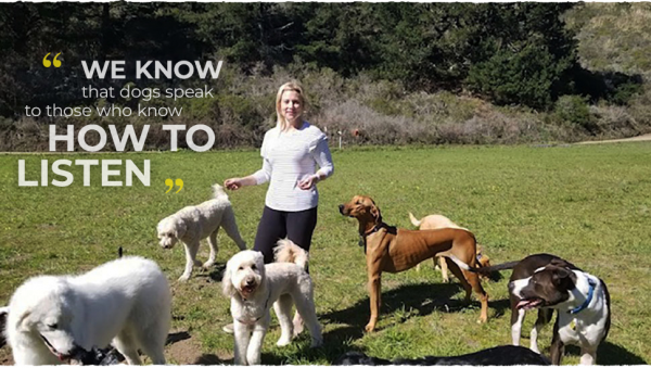 get the best san mateo belmont fenced in dog walking sessions amp exercise